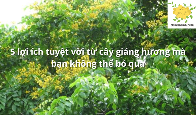 5 lợi ích tuyệt vời từ cây giáng hương mà bạn không thể bỏ qua