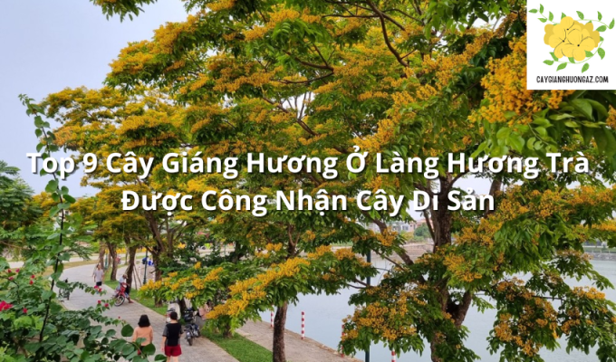 Top 9 Cây Giáng Hương Ở Làng Hương Trà Được Công Nhận Cây Di Sản