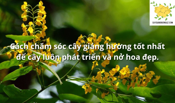 Cách chăm sóc cây giáng hương tốt nhất để cây luôn phát triển và nở hoa đẹp.