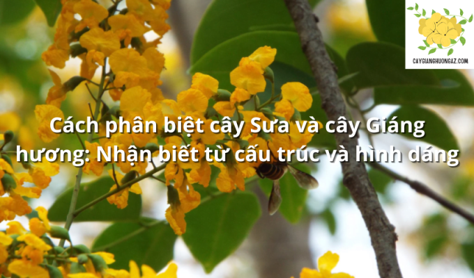 Cách phân biệt cây Sưa và cây Giáng hương: Nhận biết từ cấu trúc và hình dáng