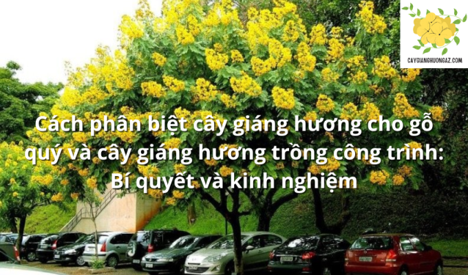 Cách phân biệt cây giáng hương cho gỗ quý và cây giáng hương trồng công trình: Bí quyết và kinh nghiệm