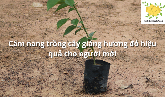 Cẩm nang trồng cây giáng hương đỏ hiệu quả cho người mới