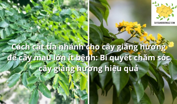 Cách cắt tỉa nhánh cho cây giáng hương để cây mau lớn ít bệnh: Bí quyết chăm sóc cây giáng hương hiệu quả