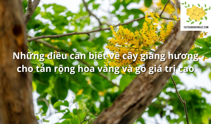 Những điều cần biết về cây giáng hương cho tán rộng hoa vàng và gỗ giá trị cao