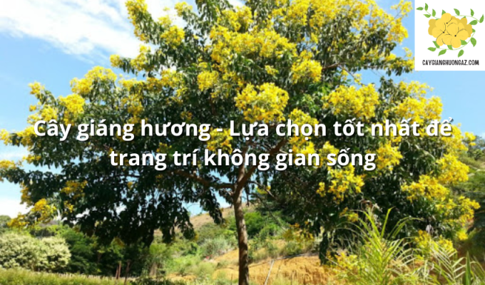 Cây giáng hương - Lựa chọn tốt nhất để trang trí không gian sống