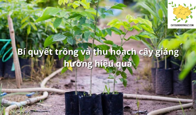 Bí quyết trồng và thu hoạch cây giáng hương hiệu quả