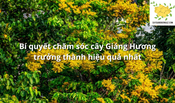 Bí quyết chăm sóc cây Giáng Hương trưởng thành hiệu quả nhất