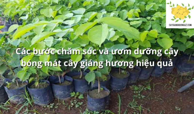 Các bước chăm sóc và ươm dưỡng cây bóng mát cây giáng hương hiệu quả