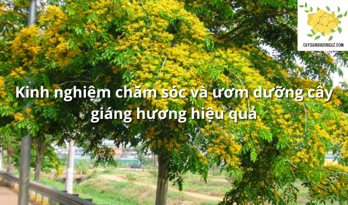 Kinh nghiệm chăm sóc và ươm dưỡng cây giáng hương hiệu quả