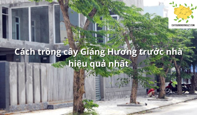 Cách trồng cây Giáng Hương trước nhà hiệu quả nhất