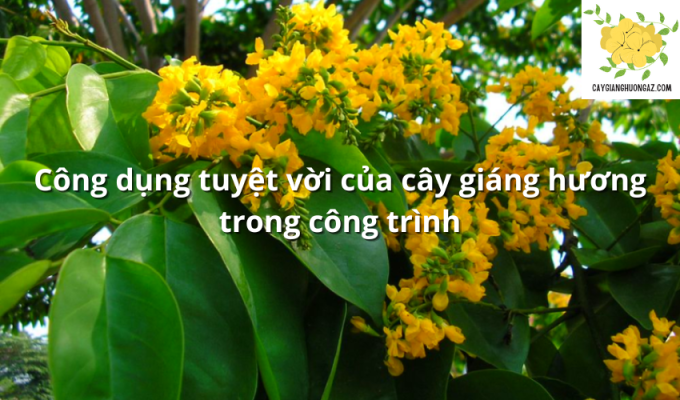 Công dụng tuyệt vời của cây giáng hương trong công trình