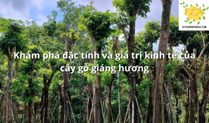 Khám phá đặc tính và giá trị kinh tế của cây gỗ giáng hương