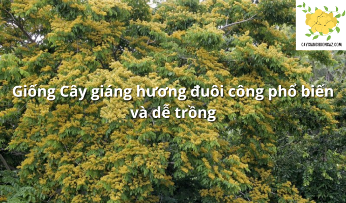 Giống Cây giáng hương đuôi công phổ biến và dễ trồng