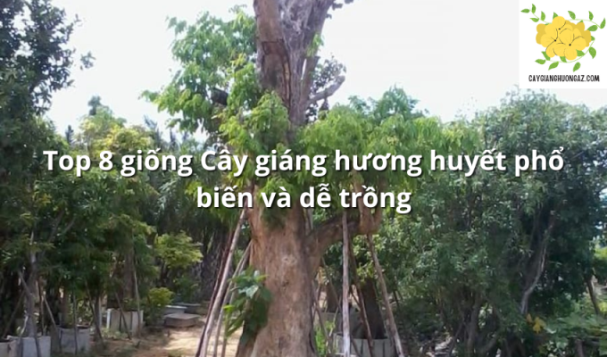 Top 8 giống Cây giáng hương huyết phổ biến và dễ trồng