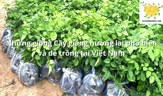 Những giống Cây giáng hương lai phổ biến và dễ trồng tại Việt Nam