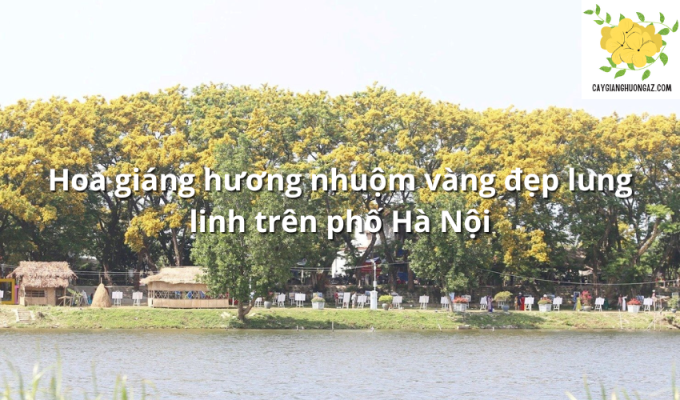 Hoa giáng hương nhuộm vàng đẹp lung linh trên phố Hà Nội