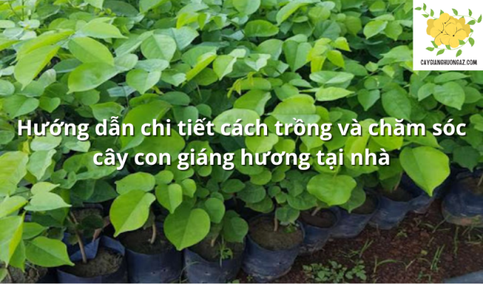 Hướng dẫn chi tiết cách trồng và chăm sóc cây con giáng hương tại nhà