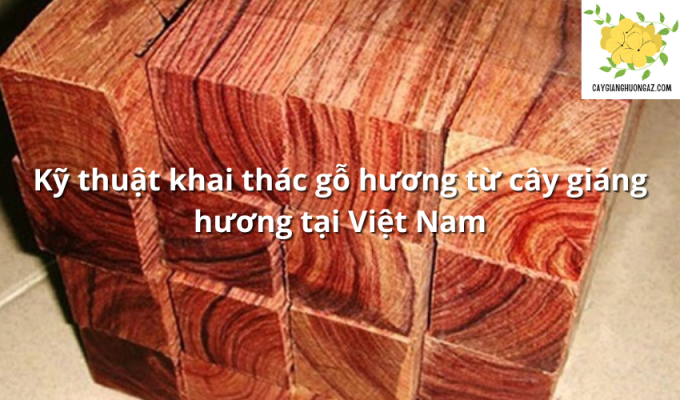 Kỹ thuật khai thác gỗ hương từ cây giáng hương tại Việt Nam