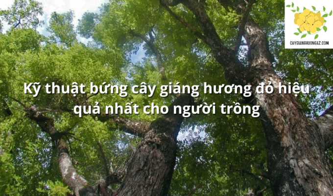 Kỹ thuật bứng cây giáng hương đỏ hiệu quả nhất cho người trồng