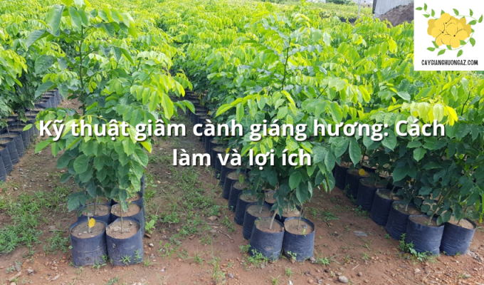 Kỹ thuật giâm cành giáng hương: Cách làm và lợi ích