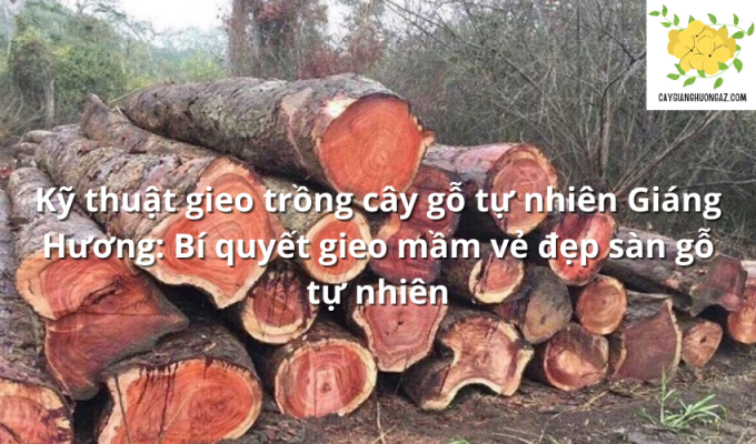 Kỹ thuật gieo trồng cây gỗ tự nhiên Giáng Hương: Bí quyết gieo mầm vẻ đẹp sàn gỗ tự nhiên