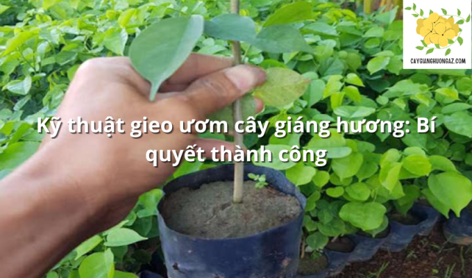 Kỹ thuật gieo ươm cây giáng hương: Bí quyết thành công