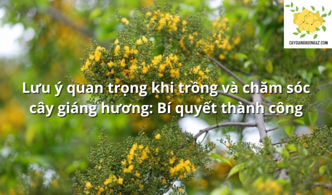 Lưu ý quan trọng khi trồng và chăm sóc cây giáng hương: Bí quyết thành công