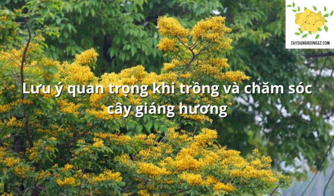 Lưu ý quan trọng khi trồng và chăm sóc cây giáng hương