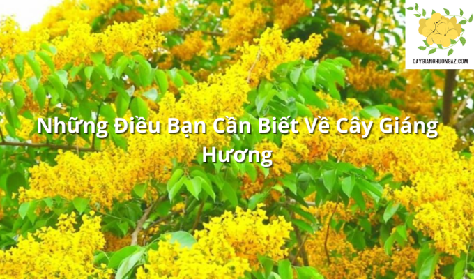 Những Điều Bạn Cần Biết Về Cây Giáng Hương