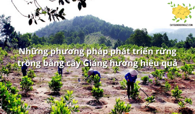 Những phương pháp phát triển rừng trồng bằng cây Giáng hương hiệu quả