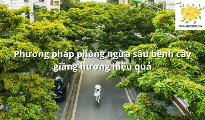 Phương pháp phòng ngừa sâu bệnh cây giáng hương hiệu quả