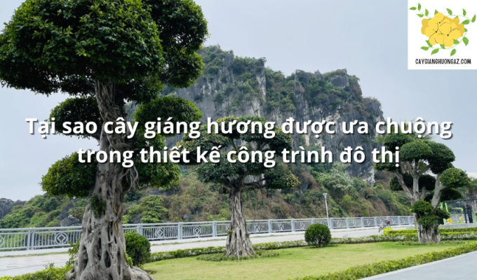 Tại sao cây giáng hương được ưa chuộng trong thiết kế công trình đô thị