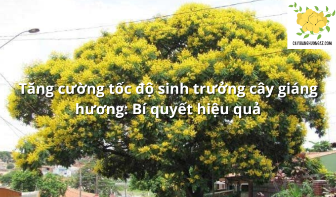 Tăng cường tốc độ sinh trưởng cây giáng hương: Bí quyết hiệu quả