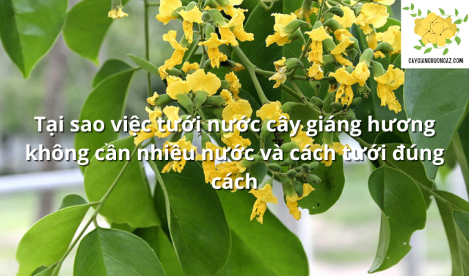 Tại sao việc tưới nước cây giáng hương không cần nhiều nước và cách tưới đúng cách