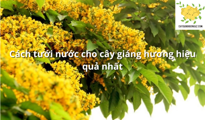 Cách tưới nước cho cây giáng hương hiệu quả nhất