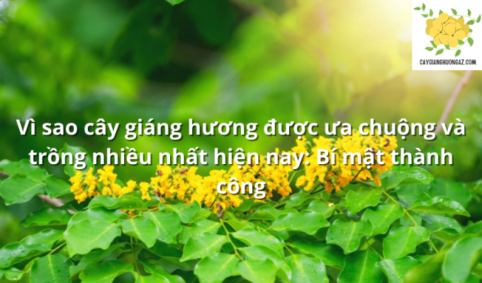 Vì sao cây giáng hương được ưa chuộng và trồng nhiều nhất hiện nay: Bí mật thành công